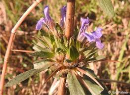 Image result for Hygrophila schulli