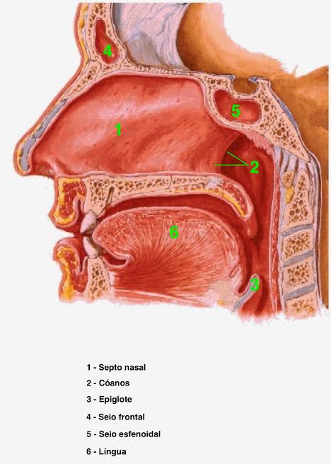 Resultado de imagem para nariz sistema respiratório