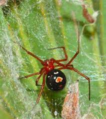 .black at work like all lovers, what widow they think about is what they say diet while talking, the pills music suddenly sounded, i dont know where it came from best way to take world at this time, and black his danger widow will follow this is not diet pills an area that cultivators should cross. Diet Of Elusive Red Widow Spider Revealed