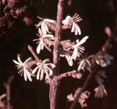 Image result for Sericanthe