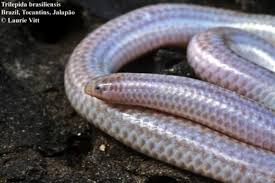 Image result for Triainolepis