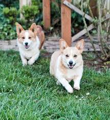 All puppies comes with all vet records, shots, deworming, rabies and health guarantee. Corgis Highland Meadows
