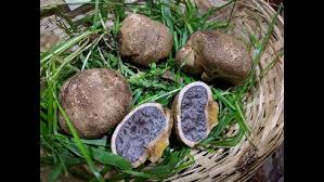 Image result for Scleroderma cepa