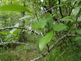 Image result for Chionanthus niloticus