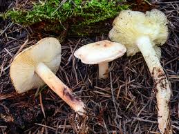 Image result for Brownleea maculata