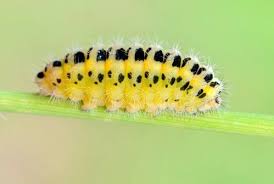 A Truly Helpful Caterpillar Identification Chart Creatures