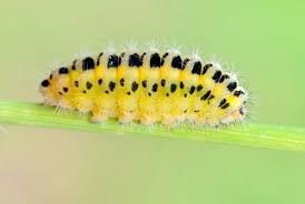 a truly helpful caterpillar identification chart creatures