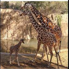 Kopano Meeting Auggie Photo Cred Dallas Zoo Dallas Zoo Animals Beautiful Spiritual Animal