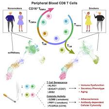 The following programs consumed the most virtual memory: Single Cell Analyses Identify Dysfunctional Cd16 Cd8 T Cells In Smokers Sciencedirect