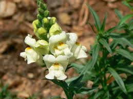 Image result for Plantaginaceae