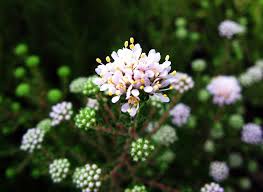 Image result for Phylica ericoides
