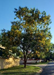 Image result for Pterocarpus rotundifolius