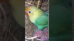 Difference between opaline parblue and parblue. Turquoise Par Blue Love Bird Chicks From Eggs To Self Youtube