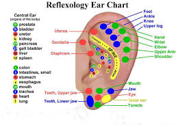 Reflexology Ear Chart Acupressure Ear Reflexology