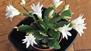 Easter Cactus Your One Stop Guide About The Spring Cactus
