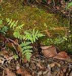 Image result for Anemia angolensis