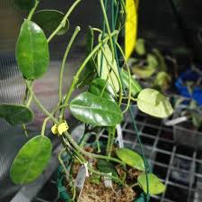 Image result for Faroa affinis