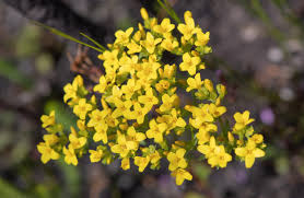 Image result for Sebaea