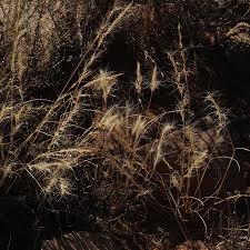 Image result for Aristida congesta