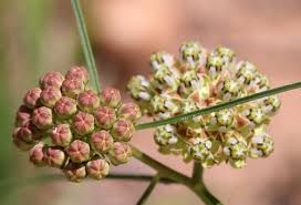 Image result for Asclepias schumanniana