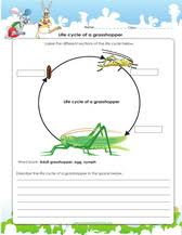 Printable science worksheets for 4th grade. Grade 4 Science Worksheets