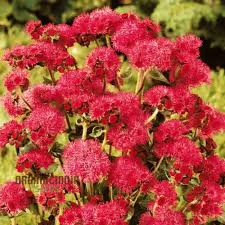 Image result for Ageratum