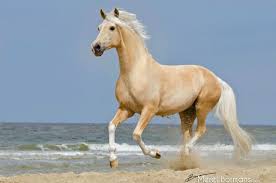 Https S Media Cache Ak0 Pinimg Com 736x 2d 42 04 2d4204a03a6dc4562b3dfb9e2e522dd6 Jpg Horses Palomino Beautiful Horses