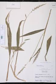 Image result for Setaria barbata