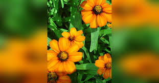 Obituary information for Reta Parkes