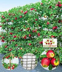 Appel Fruithaag Gala Fruitbomen Tuin Tuin Ideeen