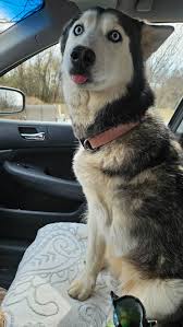 Campbell County And Surrounding Areas. Lost, Found Or Needing Rehomed Pets. 