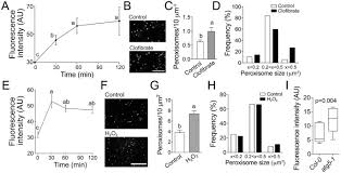 Sara isabel quintero coronado is on mixcloud. Impact Of Salt Stress Cell Death And Autophagy On Peroxisomes Quantitative And Morphological Analyses Using Small Fluorescent Probe N Bodipy Scientific Reports