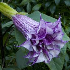 Image result for Datura