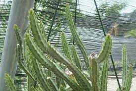 Image result for Senecio propior