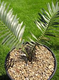Image result for Encephalartos ngoyanus