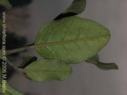 Image result for Beilschmiedia michelsonii