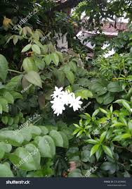 Image result for Jasminum dichotomum