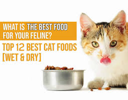 We know how hard it can be, as all manufacturing companies claim to offer the best. Best Cat Food In 2021 Guide Reviews Of Top Products