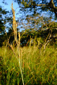 Image result for Tristachya superba