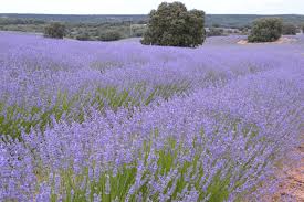 Image result for Lavandula angustifolia Vera
