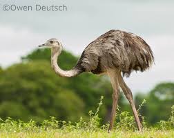 Birds That Cannot Fly Images The Greater Rhea Named After The Mythological Greek Goddess Rhea Is The Largest Bird In South America In The Wil Pantanal Birds That Cannot Fly Nature Birds