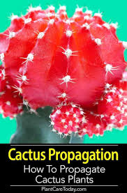 You can find christmas cactus sold practically everywhere during the holiday season making them a very popular blooming houseplant. Cactus Propagation Starting Cactus Pups Pads Seeds And Plants Propagating Cactus Cactus Types Cactus Plants