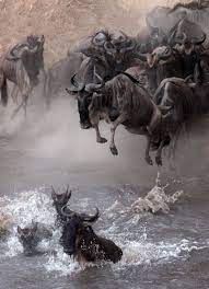 A Large Migration Of Wildebeest Animals African Animals Animals Wild