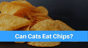 There are several types of cheese, and they. Can Cats Eat Chips