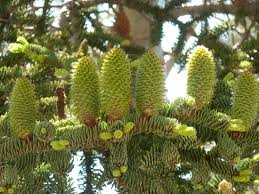 Abies Magnifica Tree Seeds Abies Gymnosperm