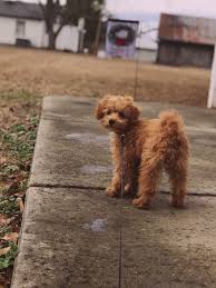 Toy Poodle