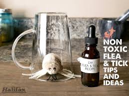You can find many recipes, but let us introduce you to the most natural flea shampoo for dogs recipe according to the experts of our blog. Flea And Ticks Archives Planet Paws