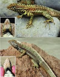 Image result for Microlophus peruvianus