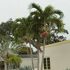 Image result for Adonidia