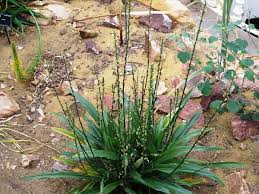 Image result for Chlorophytum bowkeri